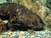 ueno_zoo_1156_mini.jpg