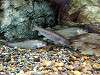 ueno_zoo_1158_mini.jpg