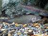 ueno_zoo_1161_mini.jpg