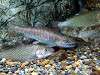 ueno_zoo_1164_mini.jpg