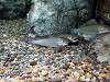 ueno_zoo_1167_mini.jpg
