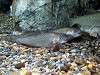 ueno_zoo_1170_mini.jpg