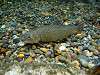 ueno_zoo_1179_mini.jpg