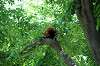 ueno_zoo_1186_mini.jpg