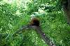 ueno_zoo_1187_mini.jpg