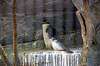 ueno_zoo_1188_mini.jpg