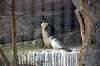 ueno_zoo_1189_mini.jpg