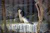 ueno_zoo_1190_mini.jpg