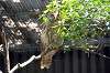 ueno_zoo_1191_mini.jpg