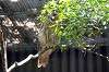 ueno_zoo_1192_mini.jpg