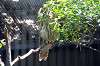ueno_zoo_1195_mini.jpg