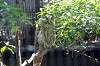 ueno_zoo_1196_mini.jpg