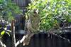 ueno_zoo_1197_mini.jpg