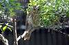 ueno_zoo_1198_mini.jpg