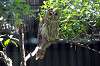 ueno_zoo_1200_mini.jpg