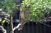 ueno_zoo_1201_mini.jpg