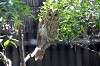 ueno_zoo_1203_mini.jpg