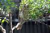 ueno_zoo_1205_mini.jpg