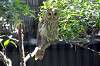 ueno_zoo_1206_mini.jpg