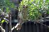 ueno_zoo_1208_mini.jpg