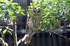 ueno_zoo_1209_mini.jpg