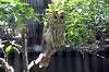 ueno_zoo_1212_mini.jpg