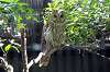 ueno_zoo_1213_mini.jpg
