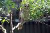 ueno_zoo_1214_mini.jpg