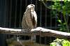 ueno_zoo_1216_mini.jpg