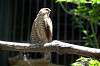 ueno_zoo_1217_mini.jpg