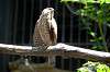 ueno_zoo_1218_mini.jpg