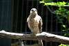 ueno_zoo_1219_mini.jpg