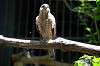 ueno_zoo_1220_mini.jpg