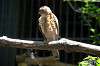 ueno_zoo_1221_mini.jpg