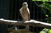 ueno_zoo_1222_mini.jpg