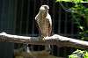 ueno_zoo_1223_mini.jpg