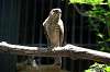 ueno_zoo_1224_mini.jpg