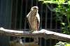 ueno_zoo_1225_mini.jpg