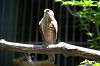 ueno_zoo_1226_mini.jpg