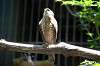 ueno_zoo_1227_mini.jpg