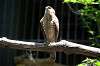 ueno_zoo_1228_mini.jpg