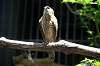 ueno_zoo_1229_mini.jpg