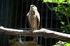 ueno_zoo_1230_mini.jpg
