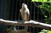 ueno_zoo_1232_mini.jpg