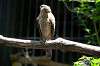 ueno_zoo_1234_mini.jpg