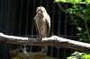 ueno_zoo_1235_mini.jpg
