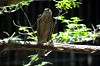 ueno_zoo_1237_mini.jpg