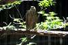 ueno_zoo_1238_mini.jpg