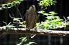 ueno_zoo_1239_mini.jpg