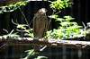 ueno_zoo_1240_mini.jpg